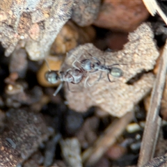 Iridomyrmex sp. (genus) at Ngunnawal, ACT - 19 Oct 2024