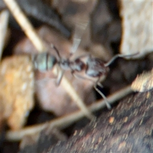 Iridomyrmex sp. (genus) at Ngunnawal, ACT - 19 Oct 2024