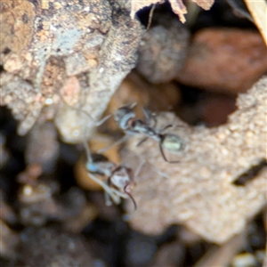 Iridomyrmex sp. (genus) at Ngunnawal, ACT - 19 Oct 2024