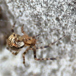 Cryptachaea veruculata at Ngunnawal, ACT - 19 Oct 2024