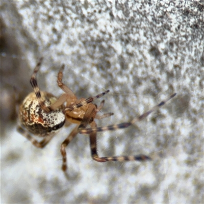 Cryptachaea veruculata (Diamondback comb-footed spider) at Ngunnawal, ACT - 19 Oct 2024 by Hejor1