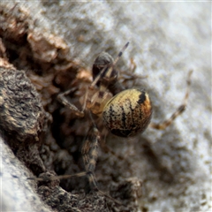 Cryptachaea veruculata at Ngunnawal, ACT - 19 Oct 2024