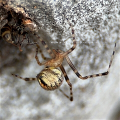 Cryptachaea veruculata at Ngunnawal, ACT - 19 Oct 2024