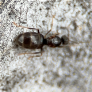 Nylanderia sp. (genus) at Ngunnawal, ACT - 19 Oct 2024 12:22 PM