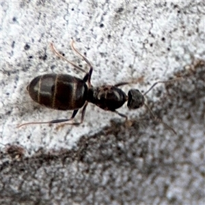 Nylanderia sp. (genus) at Ngunnawal, ACT - 19 Oct 2024 12:22 PM