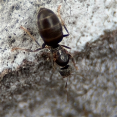 Nylanderia sp. (genus) at Ngunnawal, ACT - 19 Oct 2024 12:22 PM