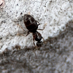 Nylanderia sp. (genus) at Ngunnawal, ACT - 19 Oct 2024 12:22 PM