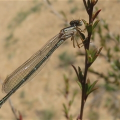 Xanthagrion erythroneurum (Red & Blue Damsel) at Greenway, ACT - 13 Oct 2024 by Christine