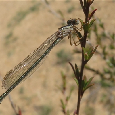 Unidentified Damselfly (Zygoptera) at Greenway, ACT - 13 Oct 2024 by Christine