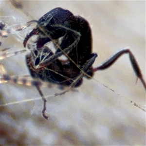 Rhytidoponera sp. (genus) at Ngunnawal, ACT - 19 Oct 2024