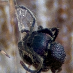 Rhytidoponera sp. (genus) at Ngunnawal, ACT - 19 Oct 2024