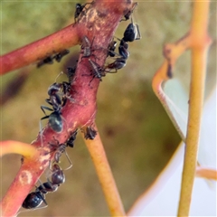 Iridomyrmex rufoniger (Tufted Tyrant Ant) at Ngunnawal, ACT - 19 Oct 2024 by Hejor1