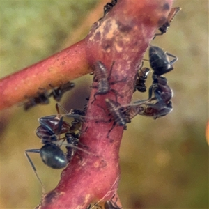 Iridomyrmex rufoniger at Ngunnawal, ACT - 19 Oct 2024