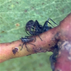 Iridomyrmex rufoniger at Ngunnawal, ACT - 19 Oct 2024