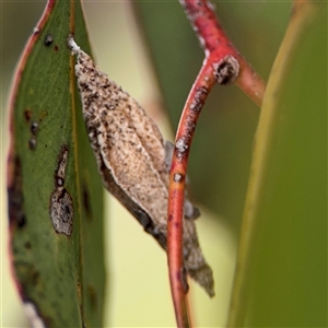 Hyalarcta nigrescens at Ngunnawal, ACT - 19 Oct 2024