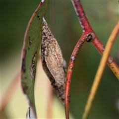 Hyalarcta nigrescens at Ngunnawal, ACT - 19 Oct 2024