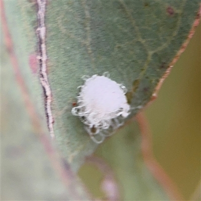 Glycaspis sp. (genus) (Unidentified sugary lerp) at Ngunnawal, ACT - 19 Oct 2024 by Hejor1