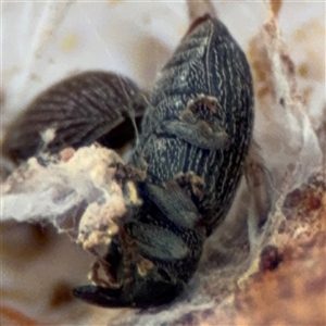 Melanterius maculatus at Ngunnawal, ACT - 19 Oct 2024