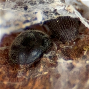 Melanterius maculatus at Ngunnawal, ACT - 19 Oct 2024