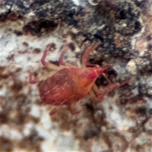 Bdellidae sp. (family) at Ngunnawal, ACT - 19 Oct 2024 12:00 PM