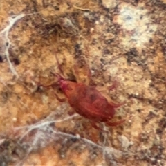 Bdellidae sp. (family) at Ngunnawal, ACT - 19 Oct 2024