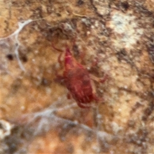 Bdellidae sp. (family) at Ngunnawal, ACT - 19 Oct 2024 12:00 PM