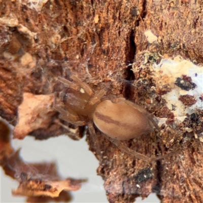 Clubiona sp. (genus) (Unidentified Stout Sac Spider) at Ngunnawal, ACT - 19 Oct 2024 by Hejor1