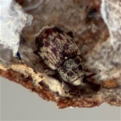 Curculionidae (family) at Ngunnawal, ACT - 19 Oct 2024 11:57 AM