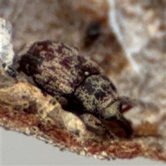 Curculionidae (family) at Ngunnawal, ACT - 19 Oct 2024 11:57 AM