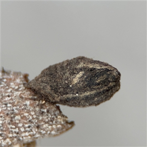 Cryptocephalinae (sub-family) at Ngunnawal, ACT - 19 Oct 2024 11:56 AM