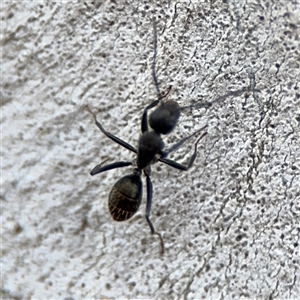 Camponotus aeneopilosus at Ngunnawal, ACT - 19 Oct 2024