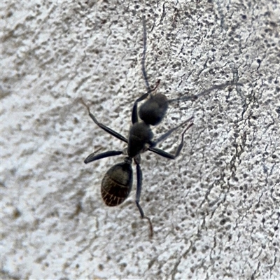 Camponotus aeneopilosus (A Golden-tailed sugar ant) at Ngunnawal, ACT - 19 Oct 2024 by Hejor1