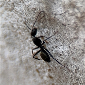 Camponotus aeneopilosus at Ngunnawal, ACT - 19 Oct 2024