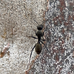 Camponotus aeneopilosus at Ngunnawal, ACT - 19 Oct 2024