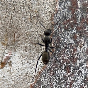 Camponotus aeneopilosus at Ngunnawal, ACT - 19 Oct 2024 11:55 AM