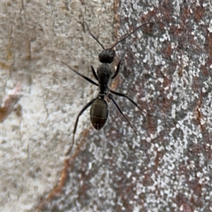 Camponotus aeneopilosus at Ngunnawal, ACT - 19 Oct 2024