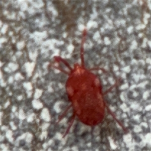 Erythraeidae (family) at Ngunnawal, ACT - 19 Oct 2024