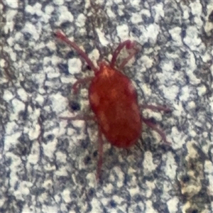 Erythraeidae (family) at Ngunnawal, ACT - 19 Oct 2024