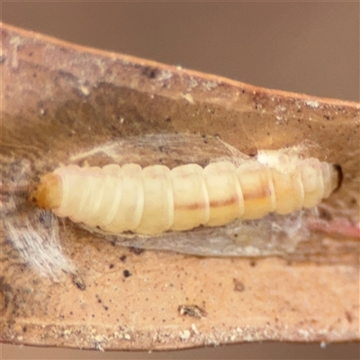 Lepidoptera unclassified IMMATURE (caterpillar or pupa or cocoon) at Ngunnawal, ACT - 19 Oct 2024 by Hejor1