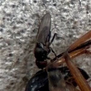 Milichiidae (family) at Ngunnawal, ACT - 19 Oct 2024 11:50 AM