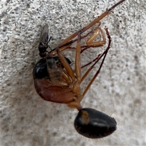 Camponotus nigriceps at Ngunnawal, ACT - 19 Oct 2024