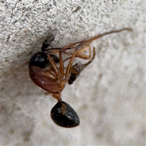 Camponotus nigriceps at Ngunnawal, ACT - 19 Oct 2024