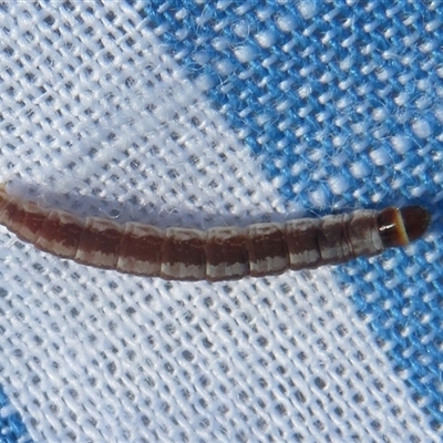 Unverified Insect at Latham, ACT - 19 Oct 2024 by Christine