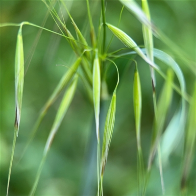 Avena (genus) (Wild Oats) at Ngunnawal, ACT - 19 Oct 2024 by Hejor1