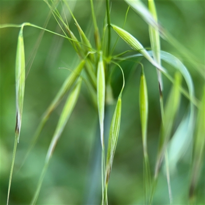 Avena sp. (Wild Oats) at Ngunnawal, ACT - 19 Oct 2024 by Hejor1