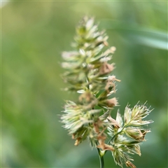 Dactylis glomerata at Ngunnawal, ACT - 19 Oct 2024