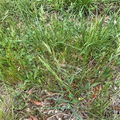 Dactylis glomerata at Ngunnawal, ACT - 19 Oct 2024