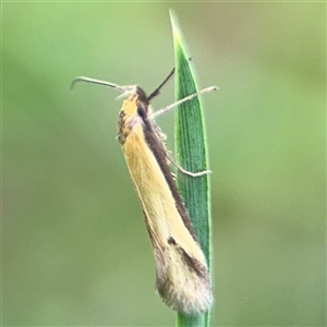 Philobota protecta at Ngunnawal, ACT - 19 Oct 2024