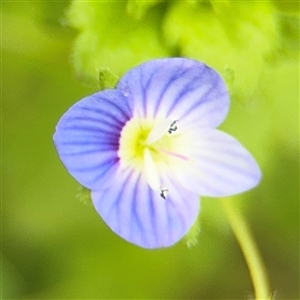 Veronica persica at Ngunnawal, ACT - 19 Oct 2024