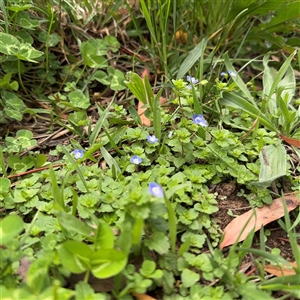 Veronica persica at Ngunnawal, ACT - 19 Oct 2024 11:48 AM